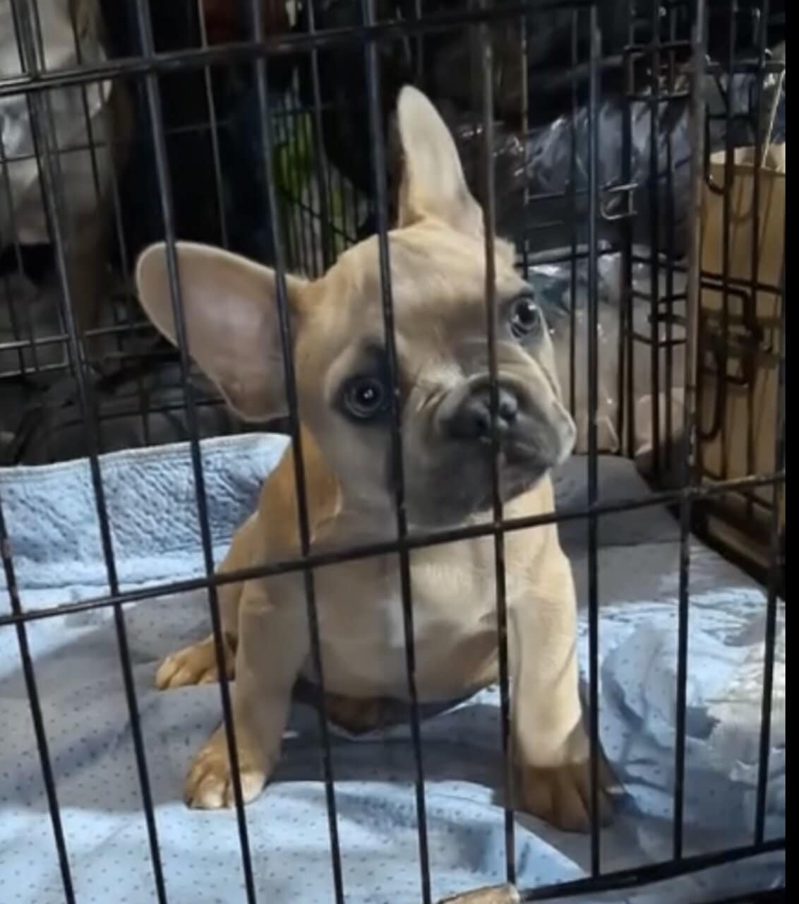 13 wk male French bulldog puppy image 1