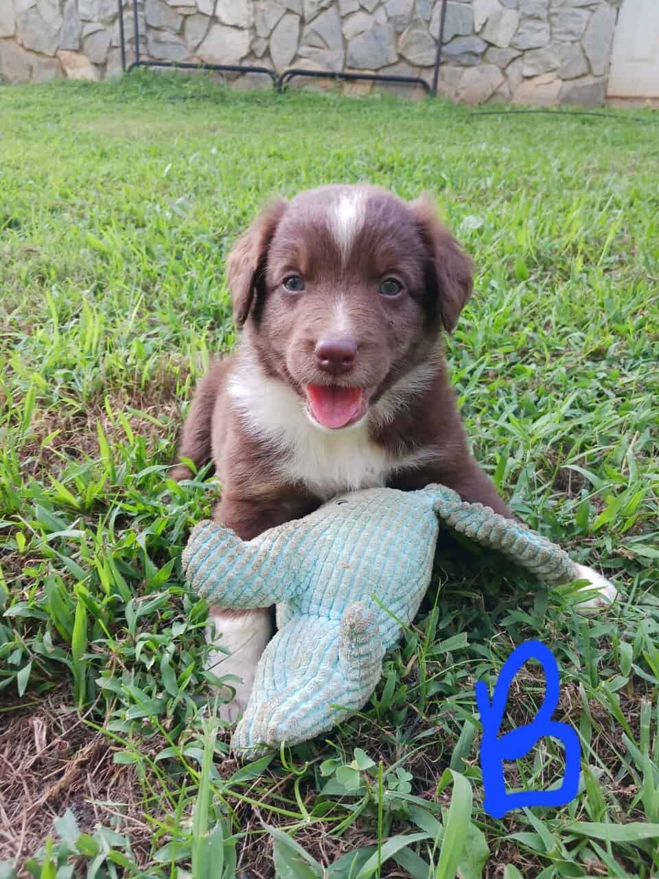 Australian Shepherd Puppies image 4