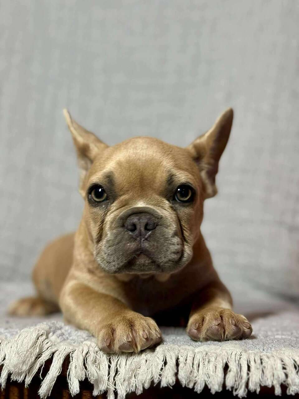 13 wk male French bulldog puppy image 2