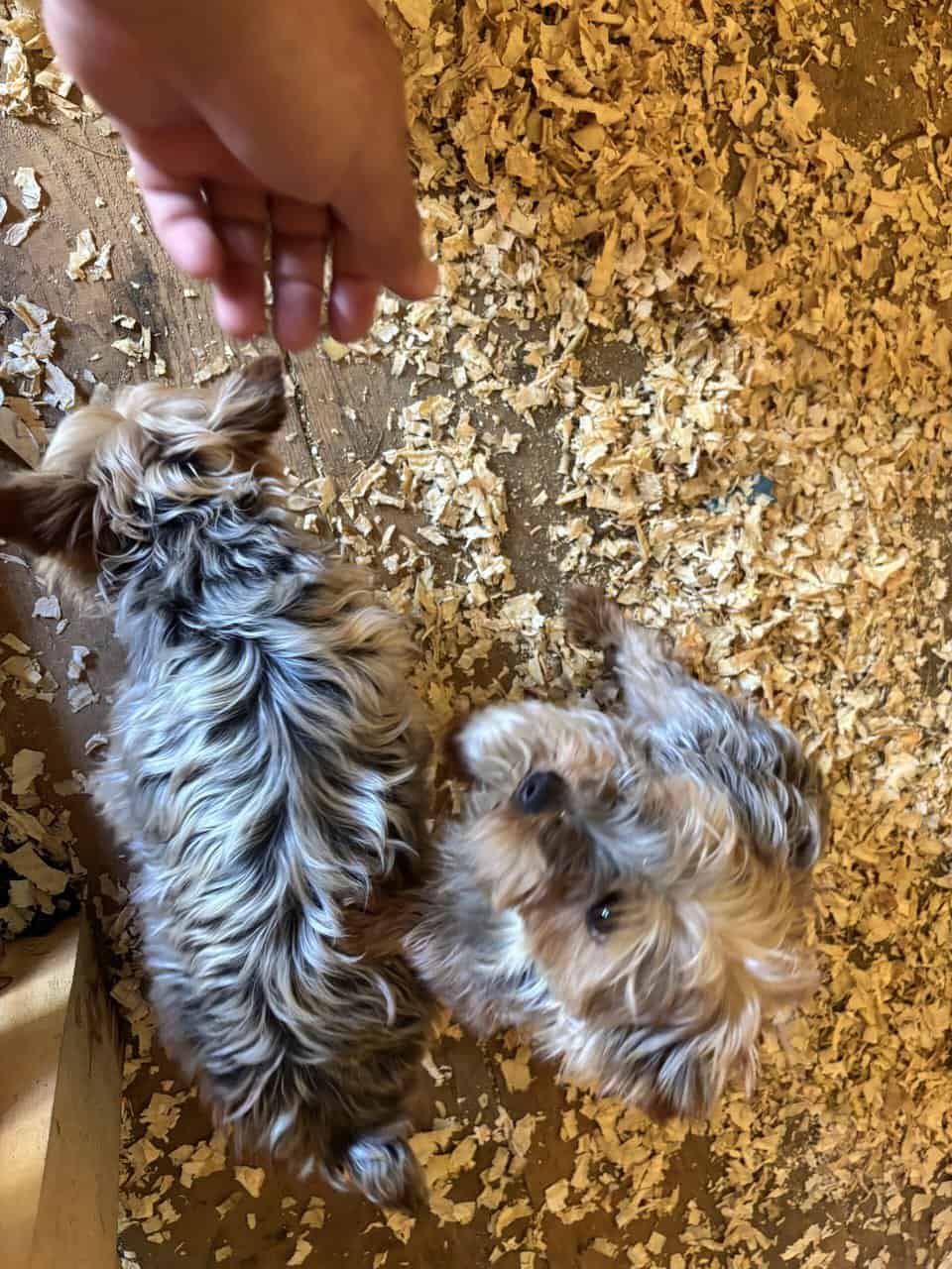 Pure bred Yorkshire Terriers image 5