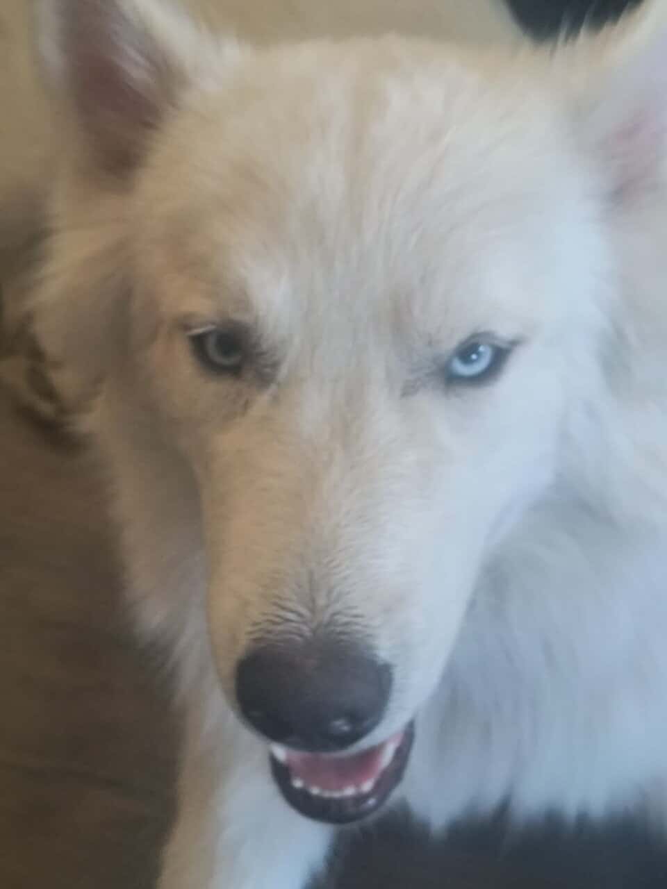 4 Siberian huskies image 2
