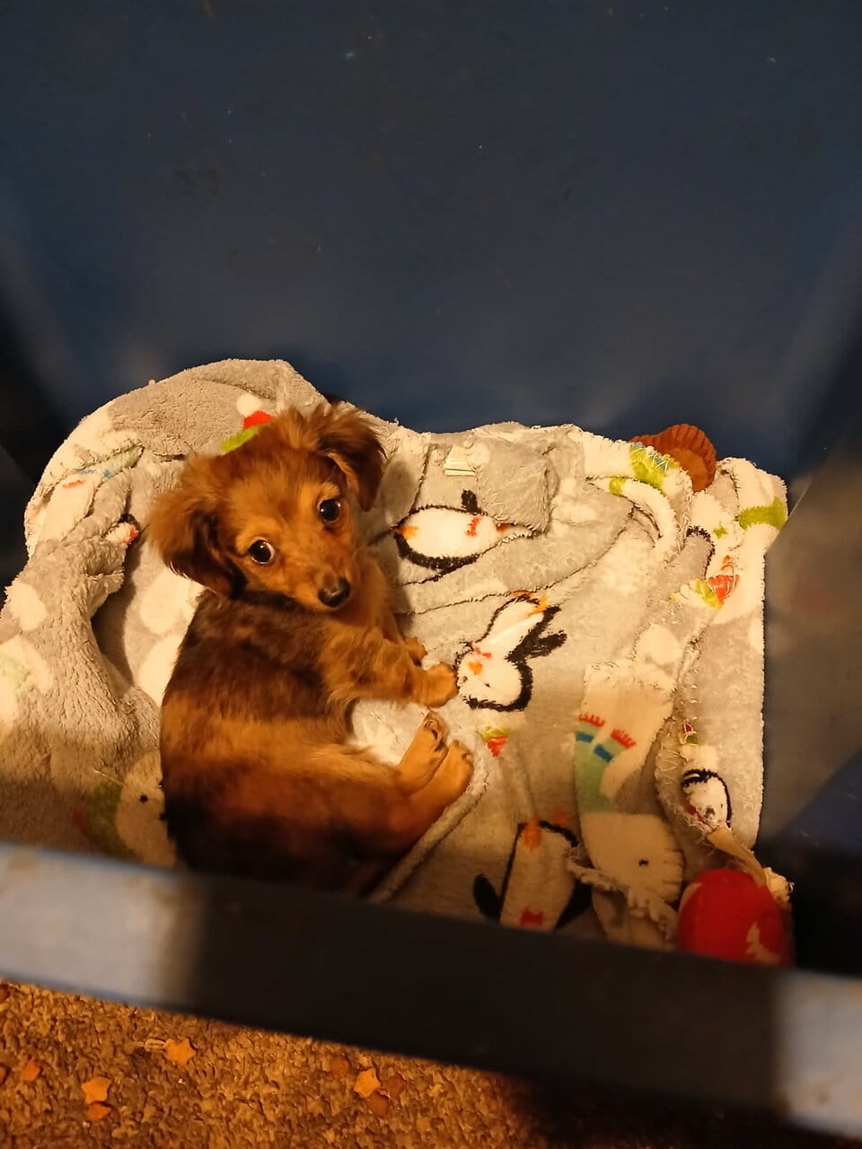 Dachshund puppies image 2