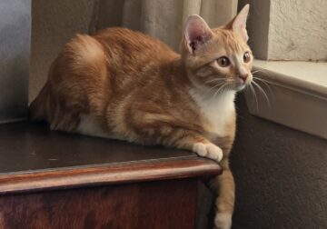 Ginger kitten
