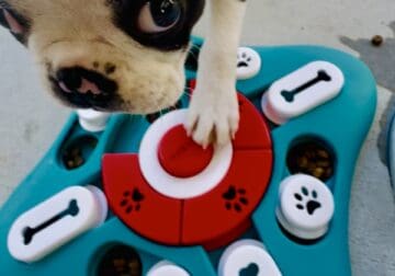 Rehoming Boston Male Pup