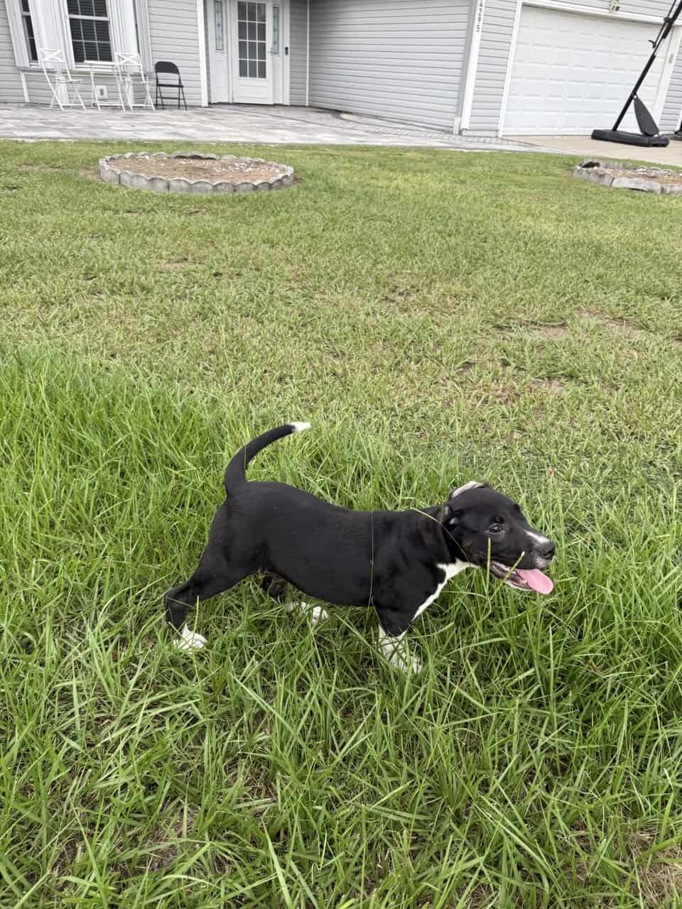 Cane corso/ Pitbul mix puppy image 2