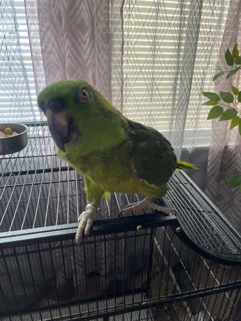 Amazon Bird image 4