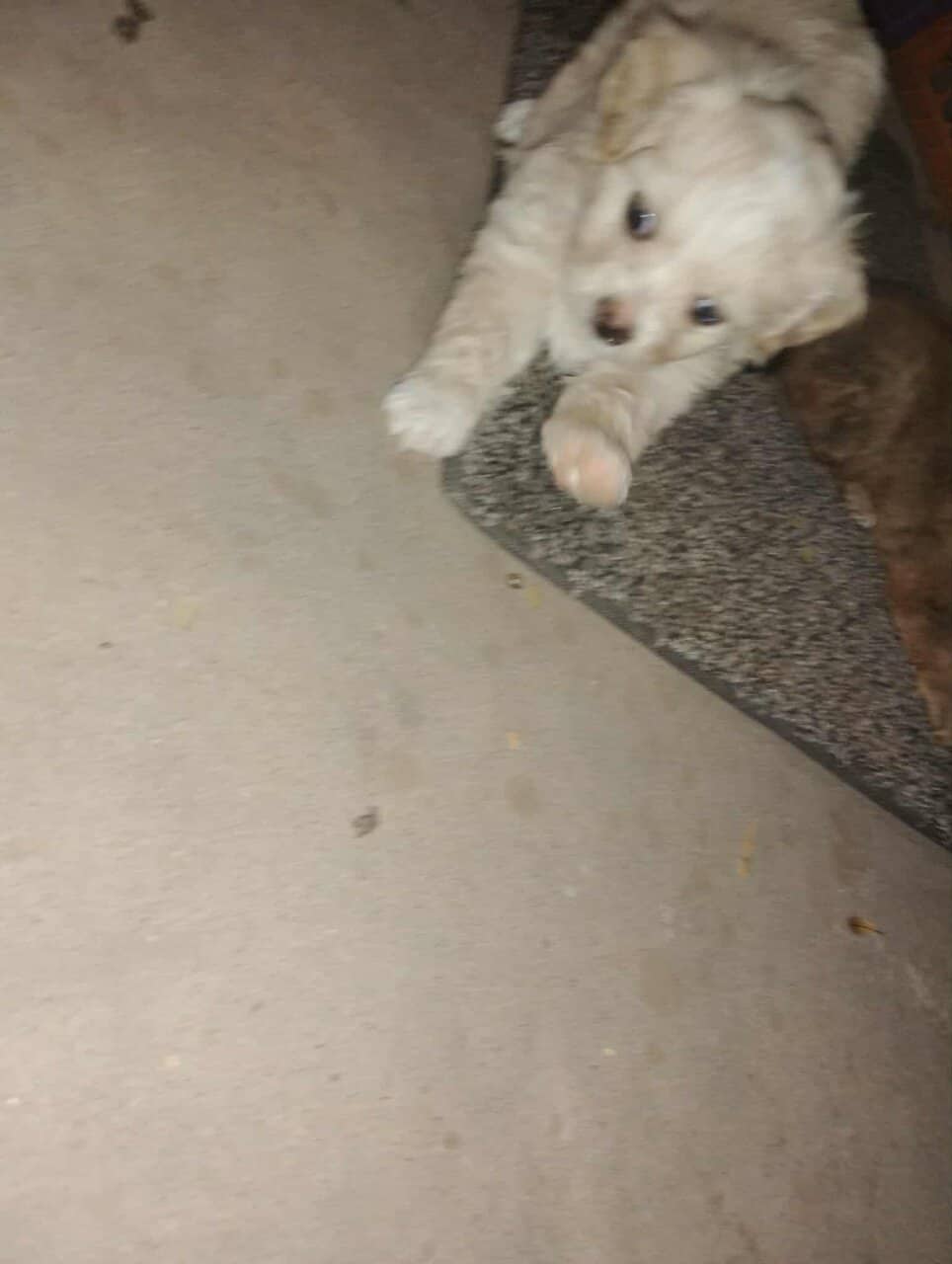 Incredibly adorable puppies image 8