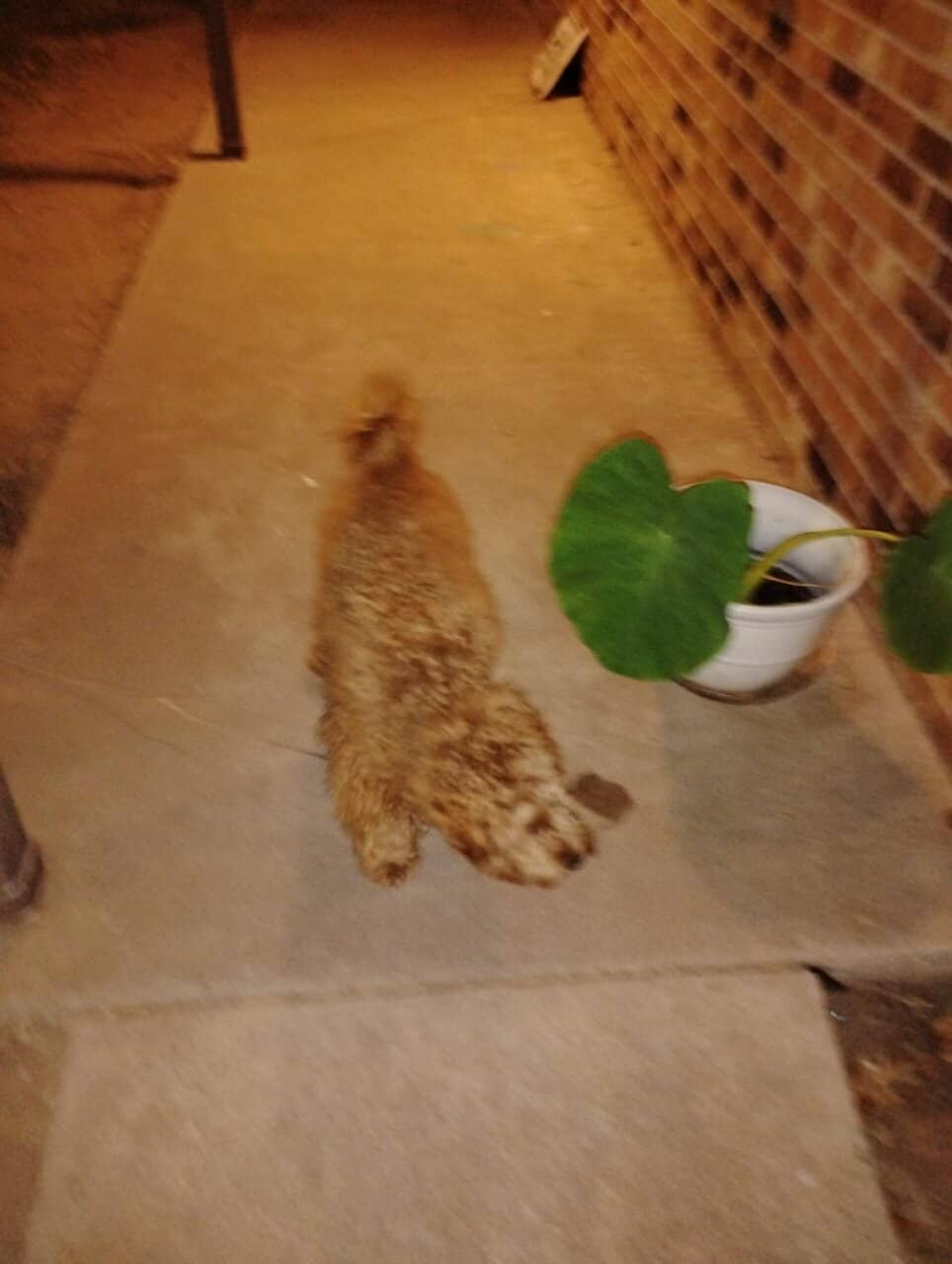 Mini Goldendoodle (MALE) image 1