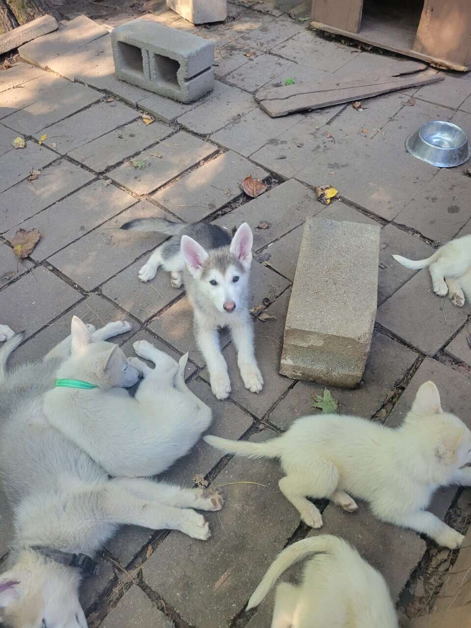 Shepski puppies image 3