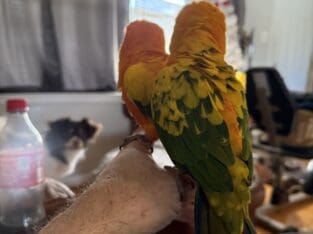 Pair of sun conures