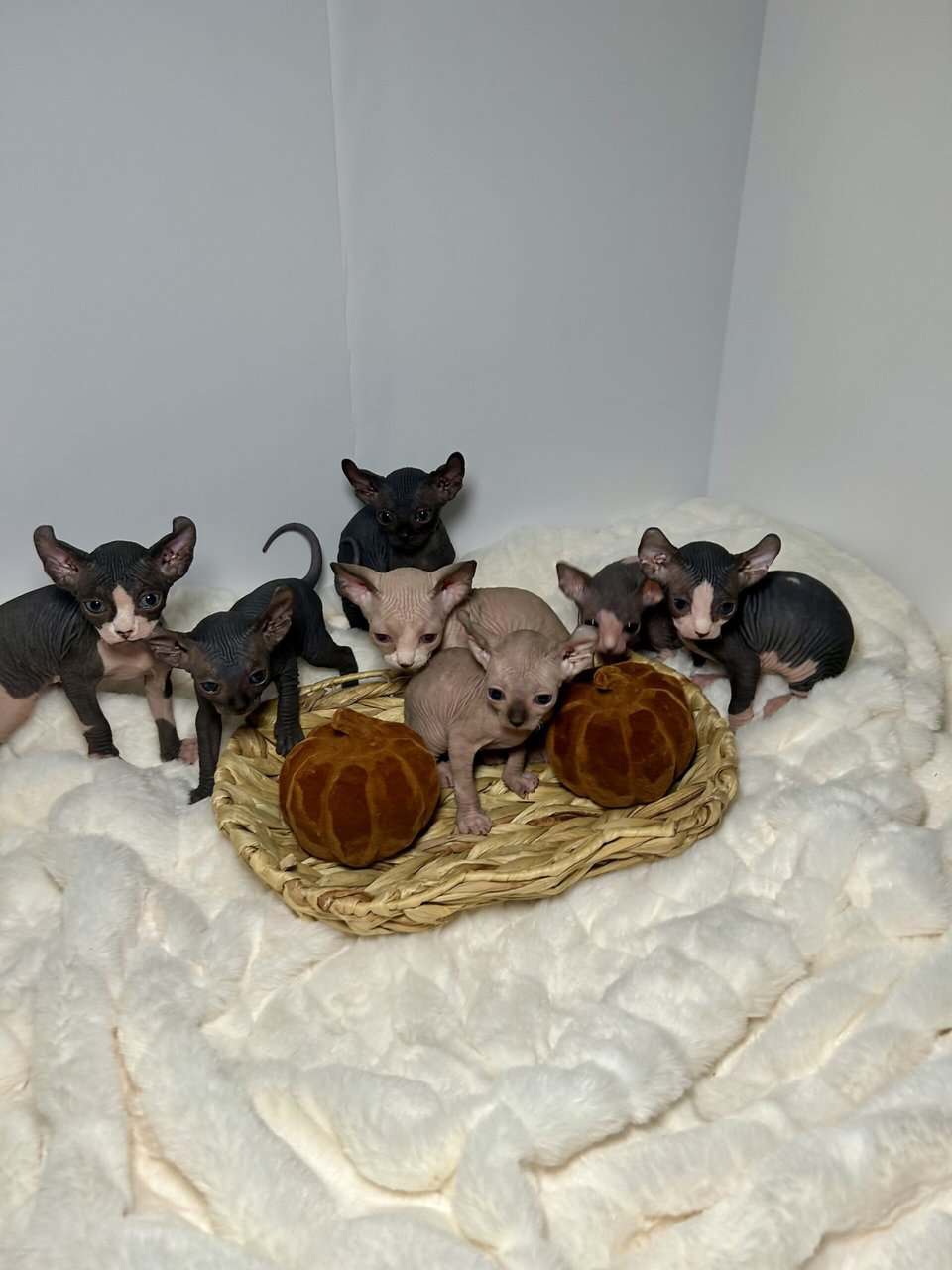 Sphynx Kittens image 1