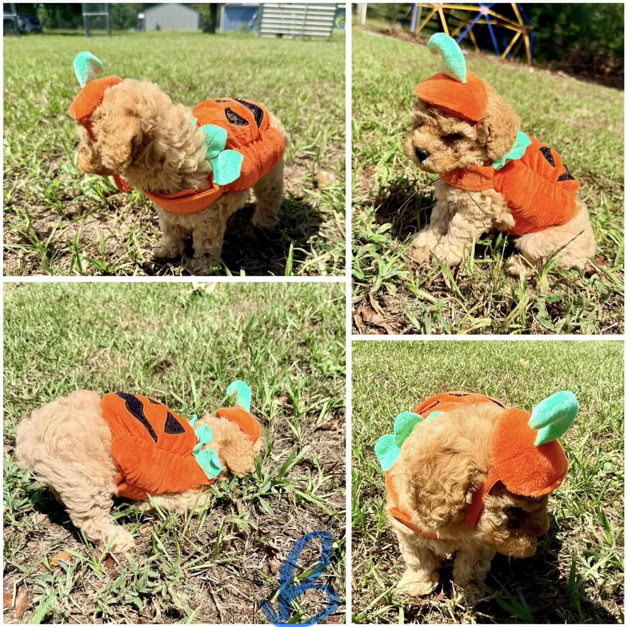 Toy poodles image 8