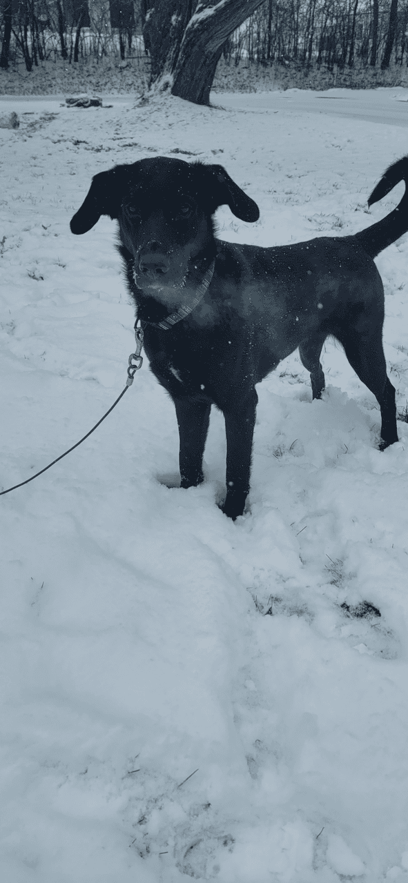 Elsa - Golden Retriever | German Sheperd image 3