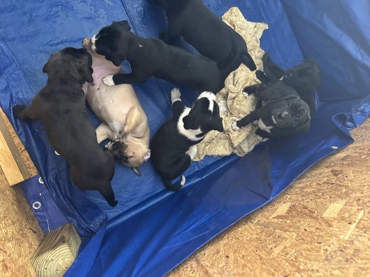 Mastiff Mix Puppies image 4
