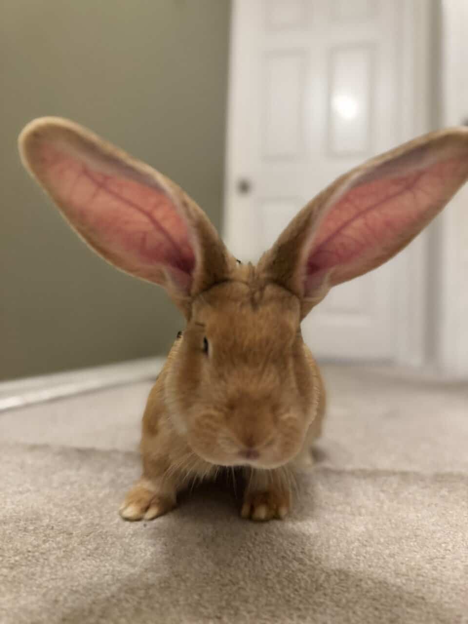 Flemish Giant Rabbits image 9