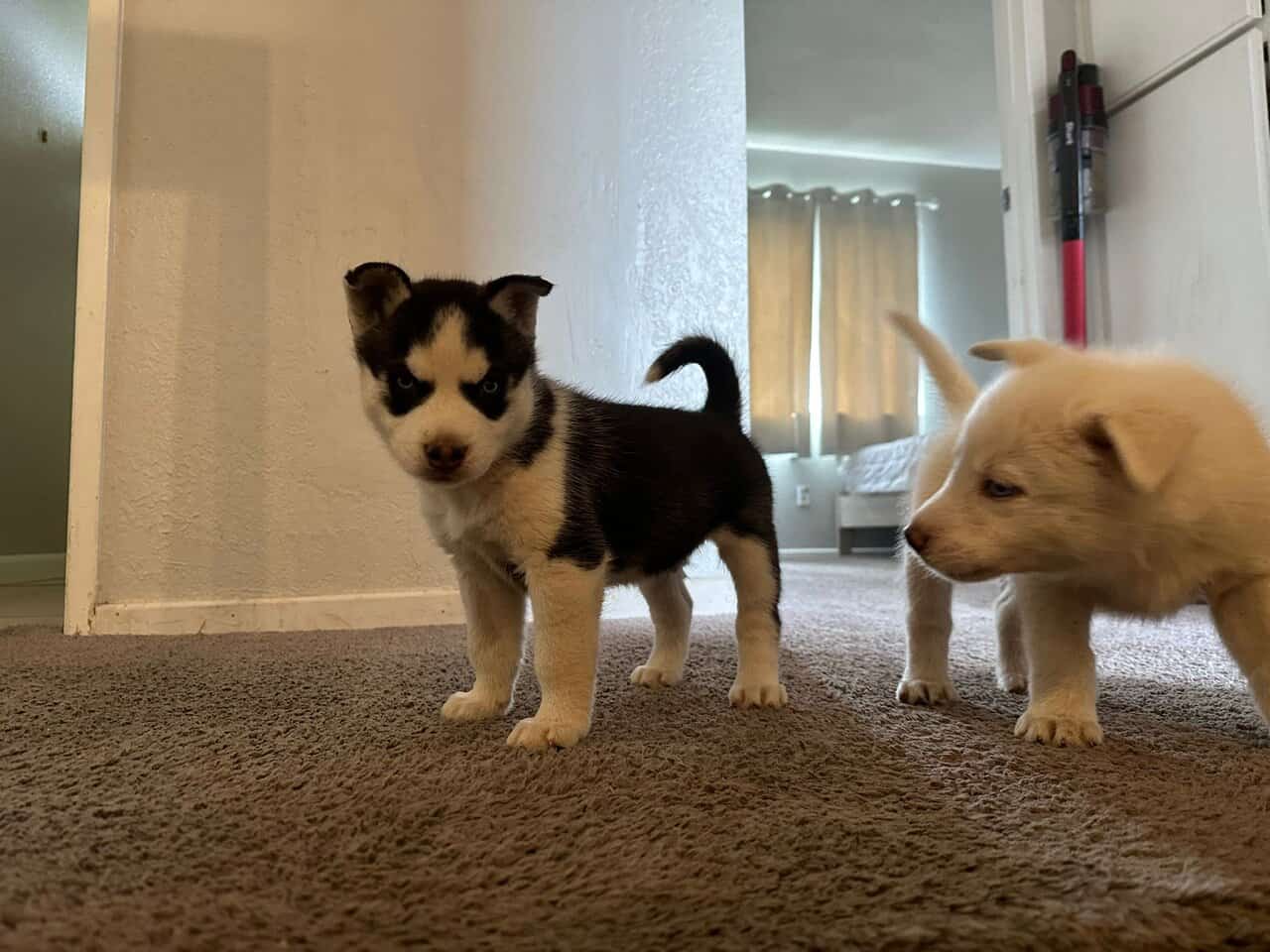 Husky puppies image 7