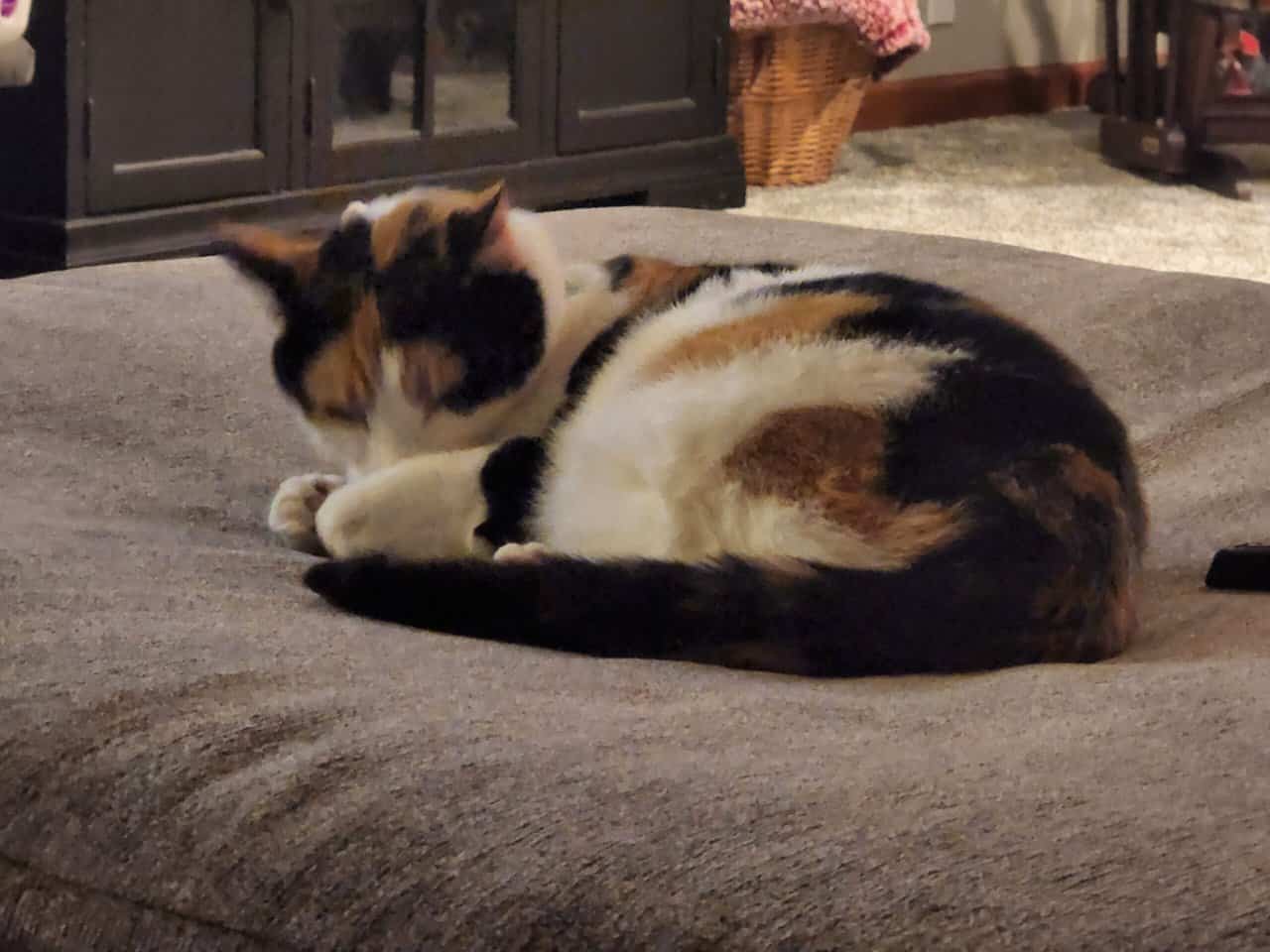 Calico Cat image 1