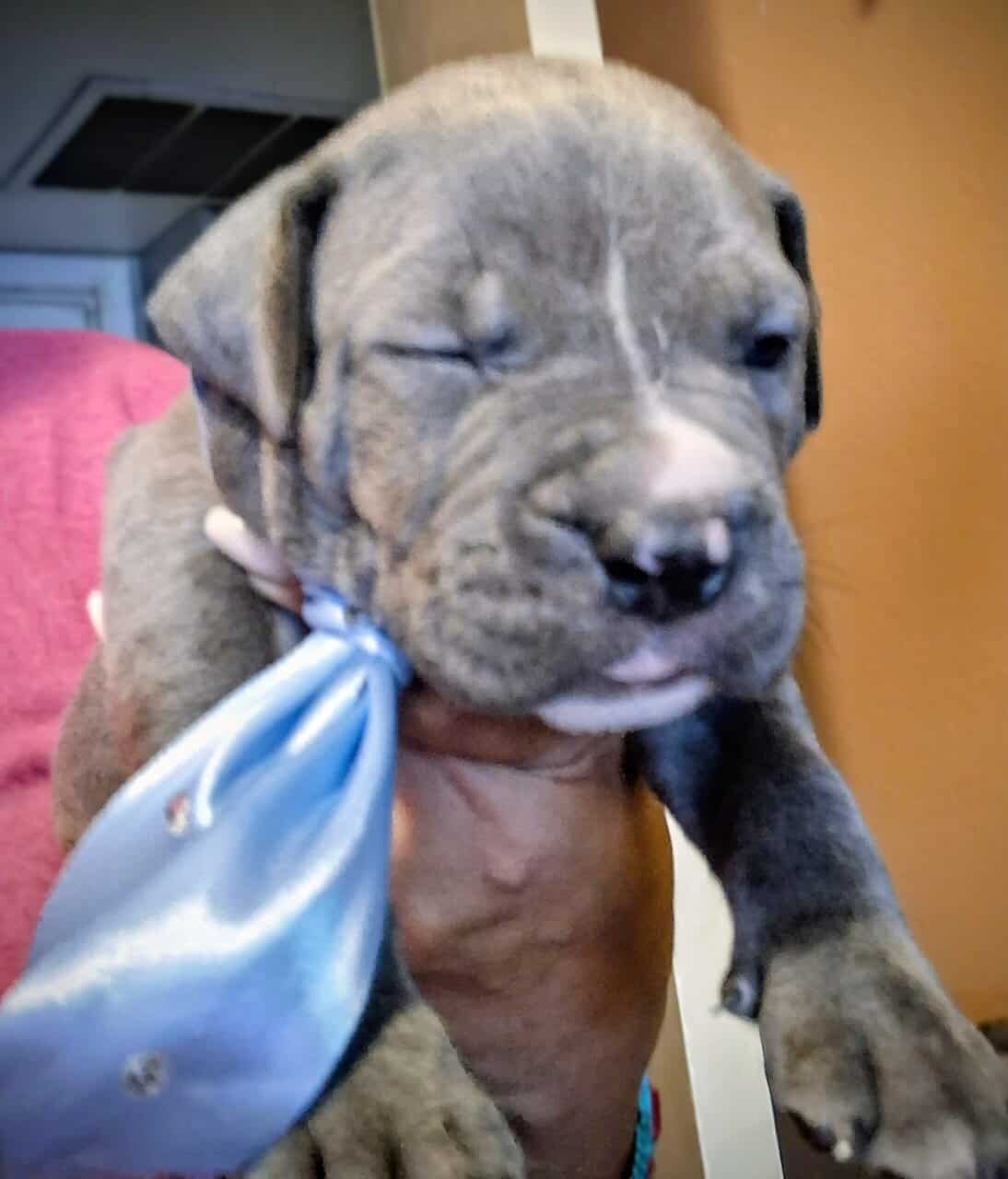 Pupp's image 1