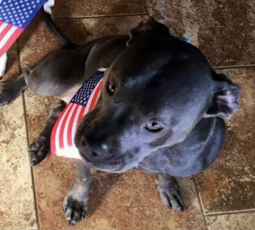 Meet Cash, Your New Best Friend 🐾 image 2