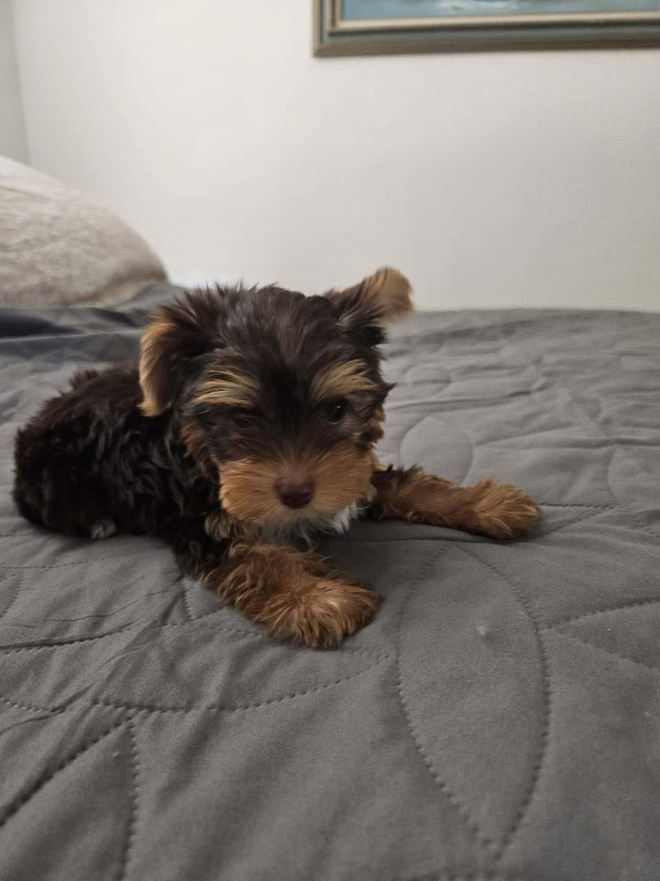 Chocolate Yorkshire Terrier Male image 6