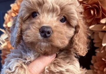 Cavapoo puppies available now!