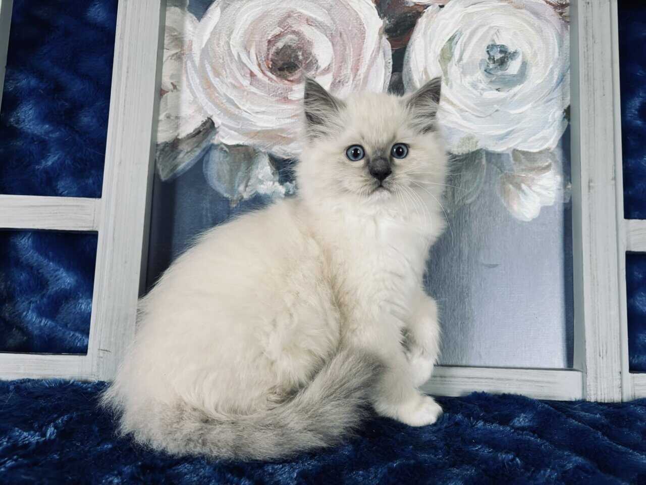 Ragdoll TICA Kittens Champion father $1000 image 4