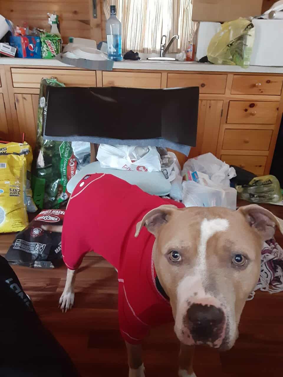 Leaving state and can't take my dog image 3