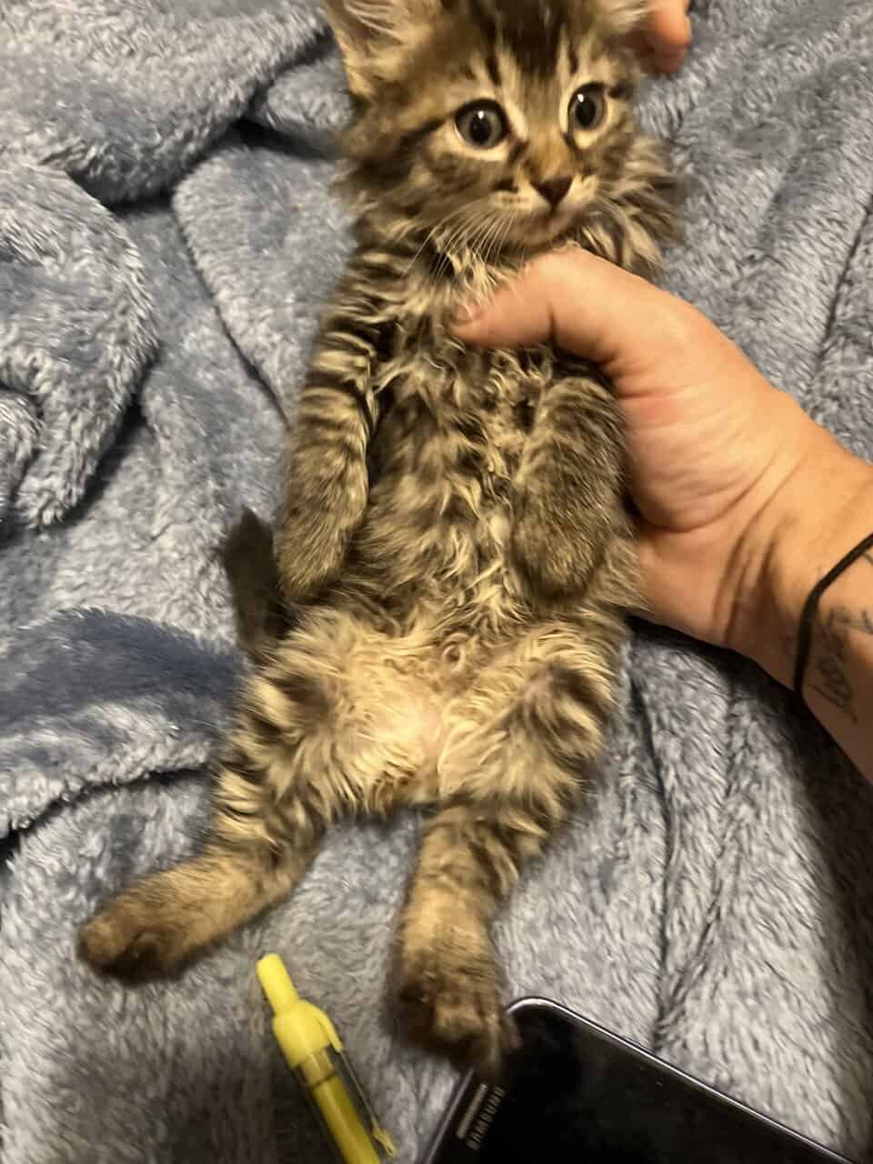 Maine coon kittens for sale image 2