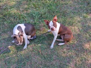 Ckc Boston terrier puppies