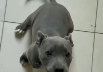 Looking for bully or pitbull pup under 6 months