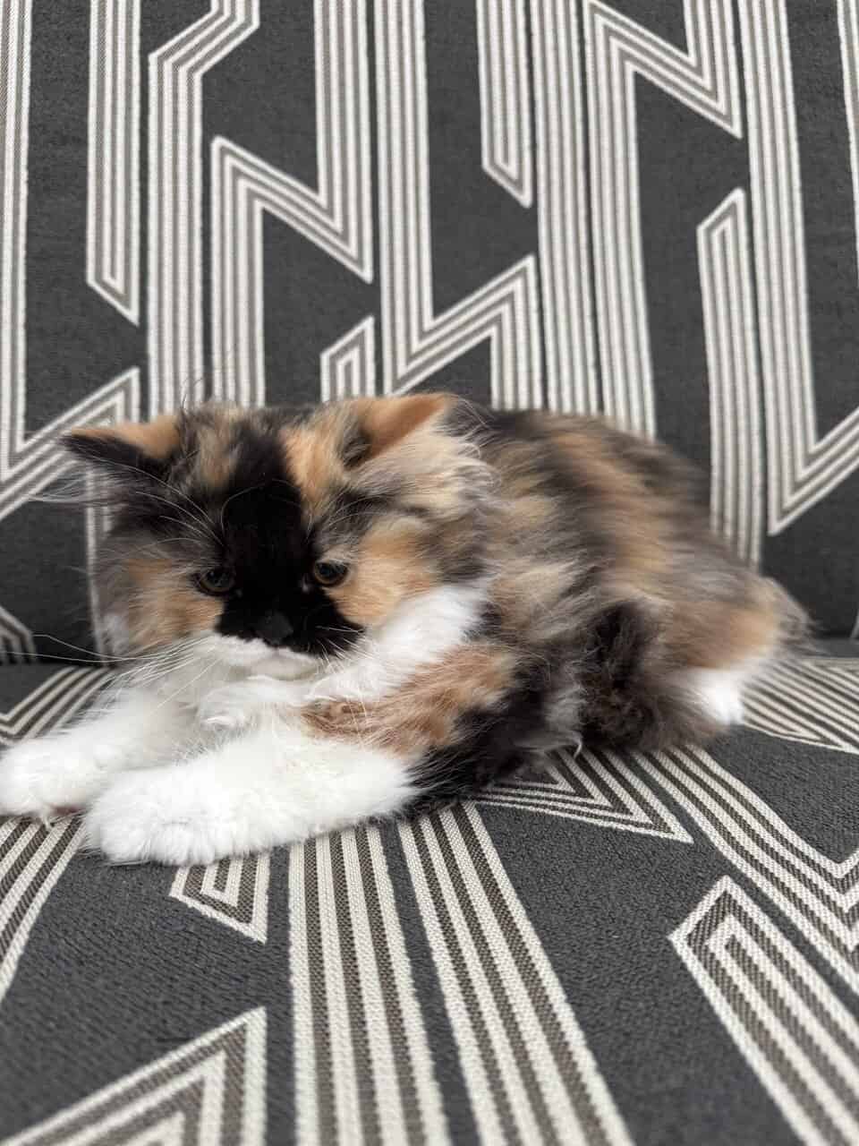 Persian Dollface image 2
