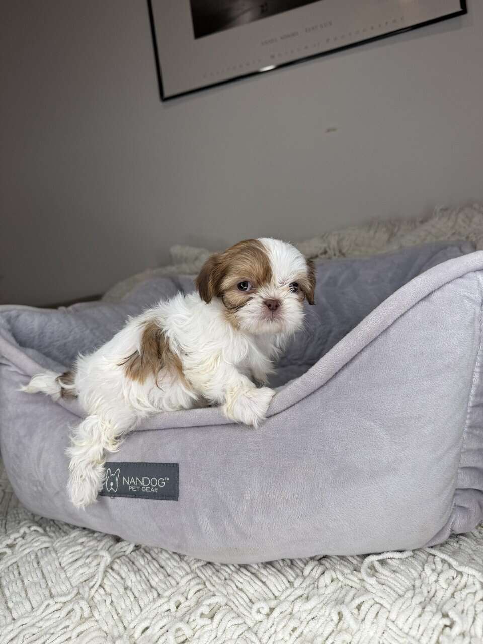 Shih Tzu Girl Puppy (Muffy) image 3