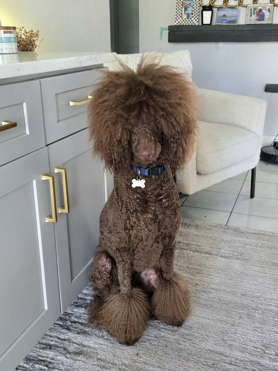 Standard Poodle Puppies image 6
