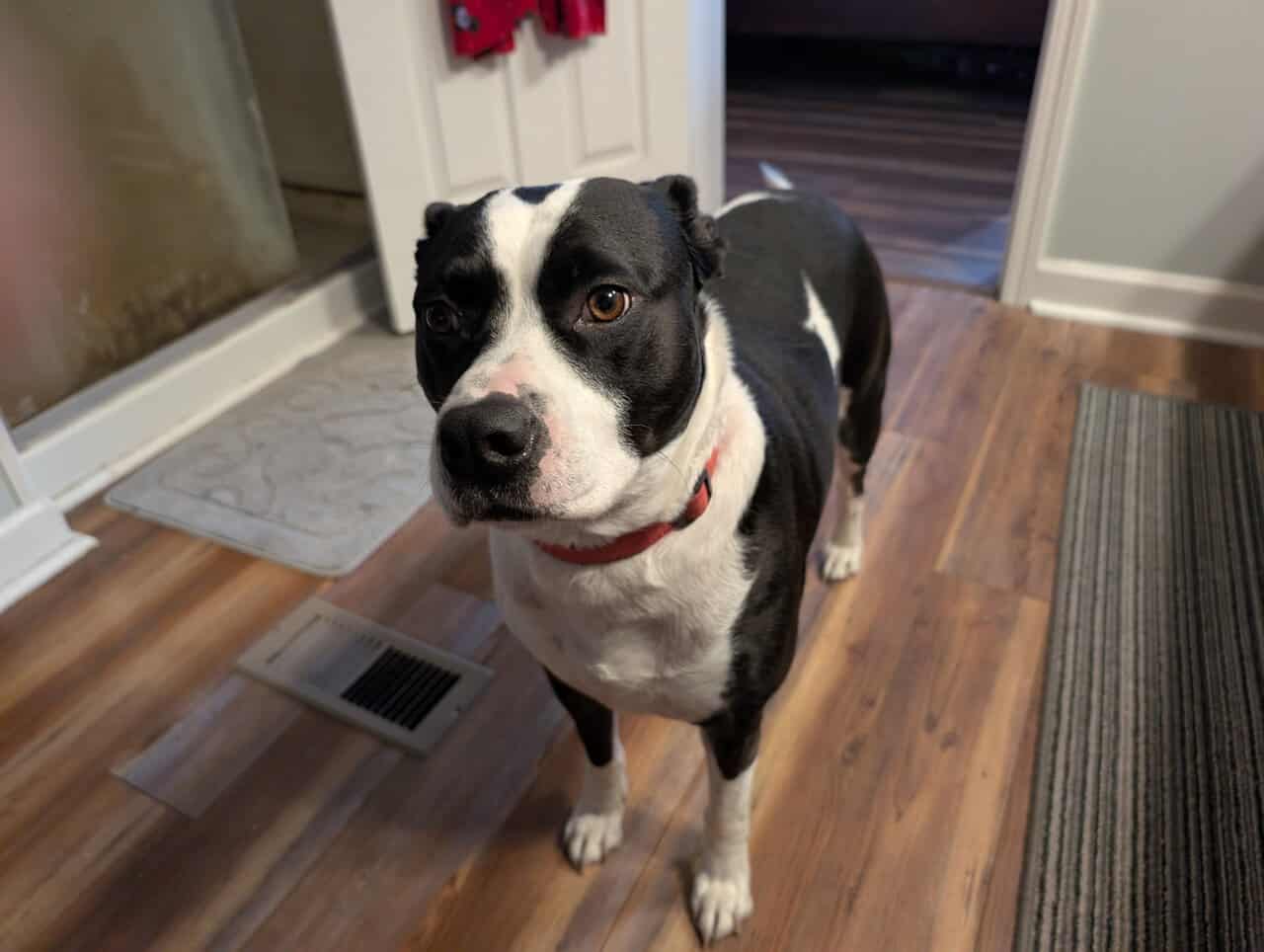Boston terrier/pitt mix free to good home image 1