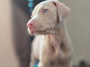 Doberman Pinscher Luna