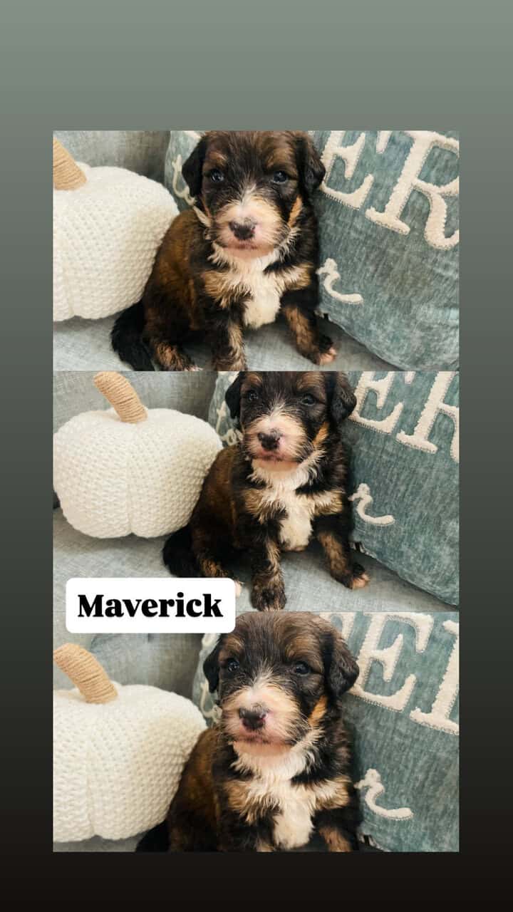 Bernedoodle F1 puppies image 5
