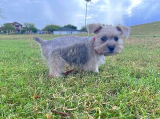 Miniature Schnauzer puppies 🐶