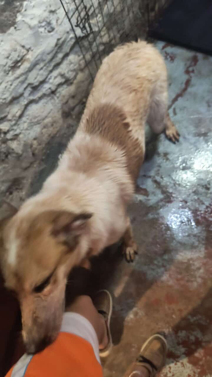 Farm Pup Max image 3