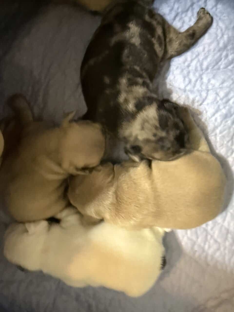 French bulldog babies image 16