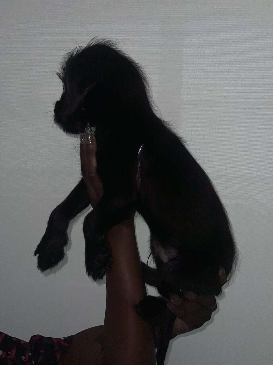 Say hello to Onyx image 3