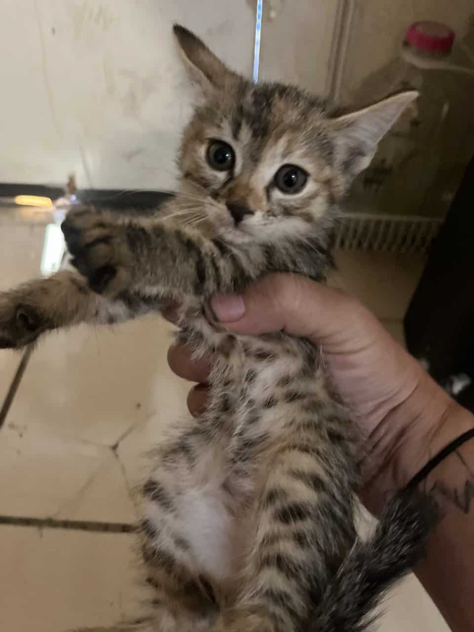 Maine coon kittens for sale image 3