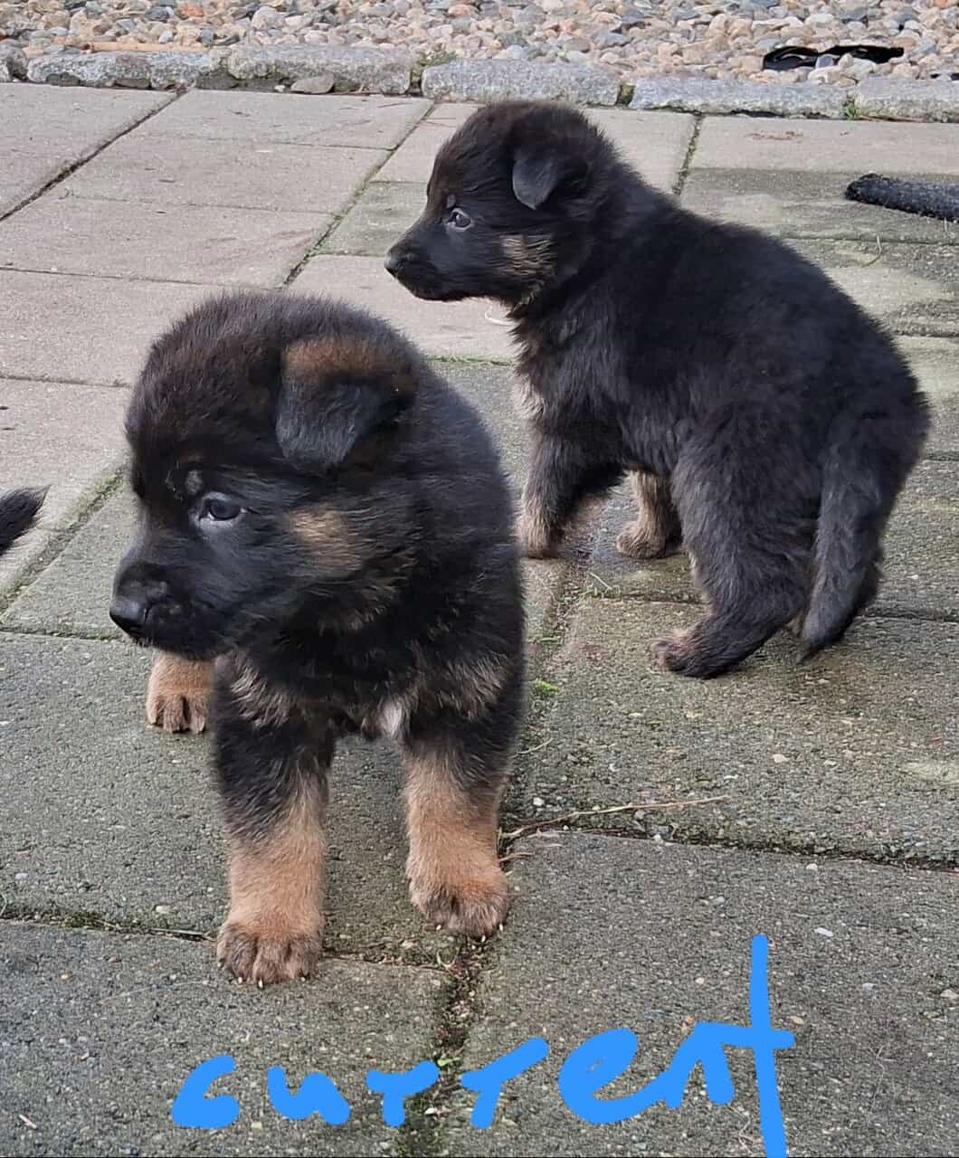 Big beautiful AKC GSD image 2