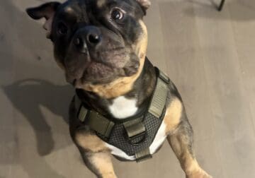 French Bulldog + Micro Pit Mix