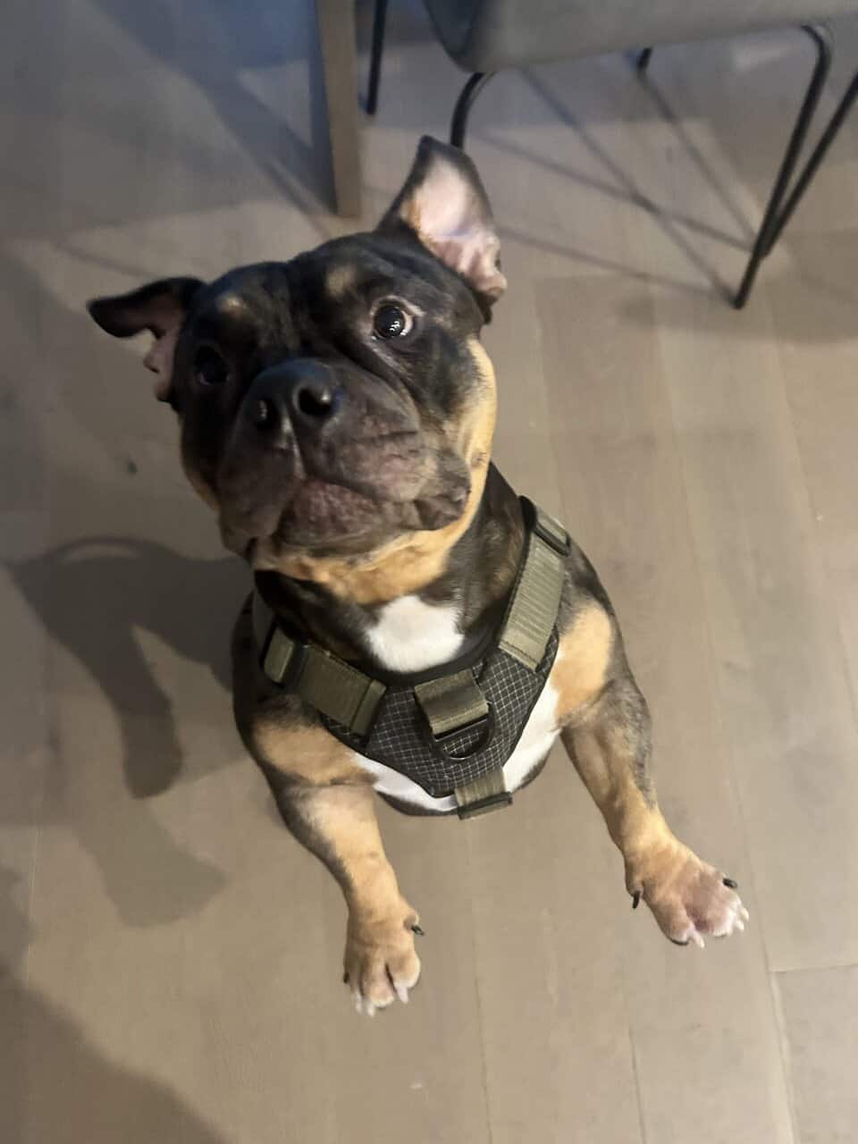 French Bulldog + Micro Pit Mix image 1