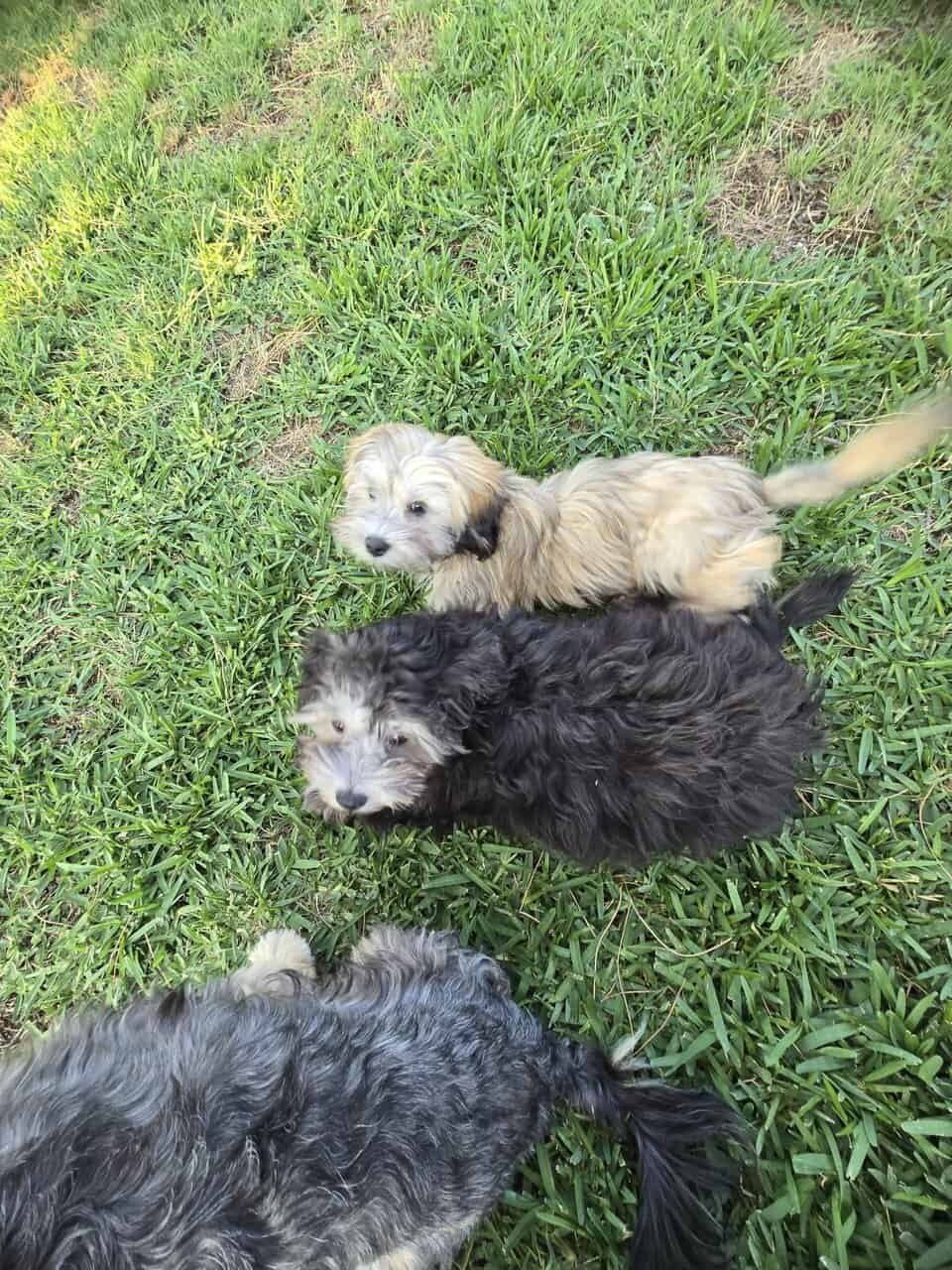 Available Puppies image 1