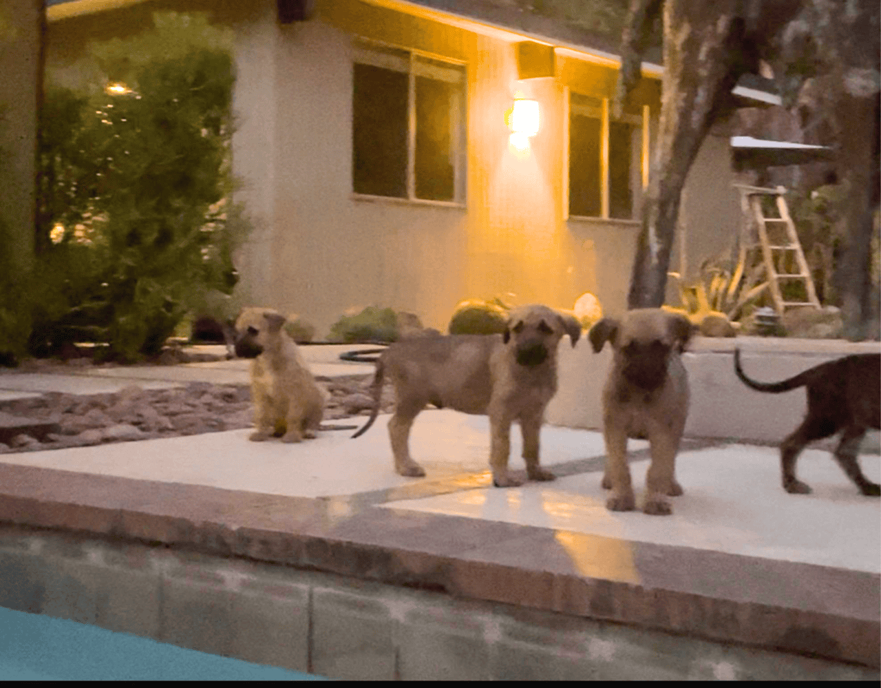 Mountain Kerr / German shepherd mix Puppies image 8
