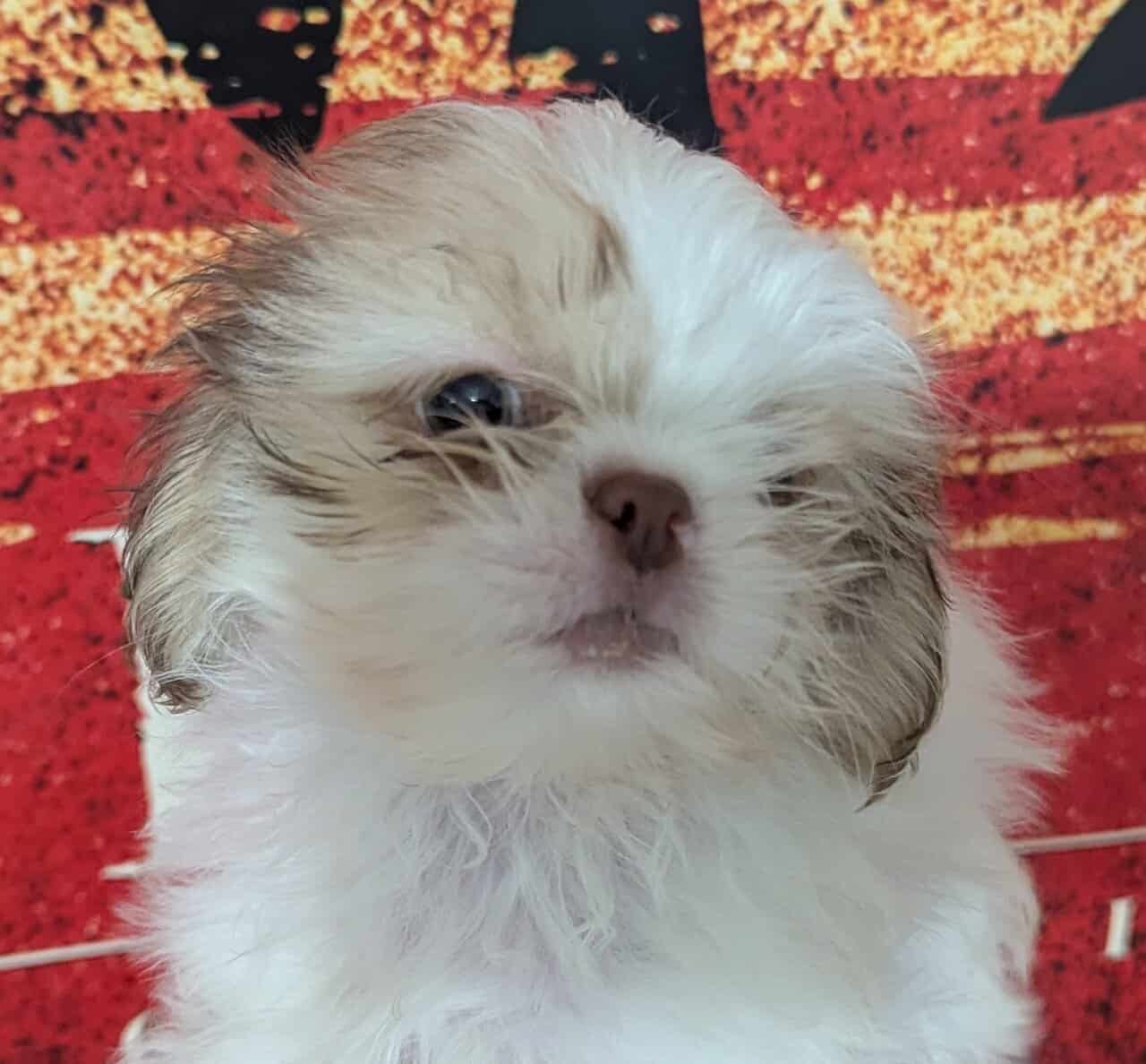 Shih-tzu Boy image 1
