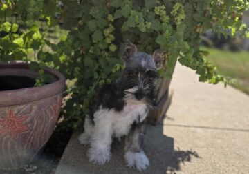 Adorable Mini Schnauzer Male