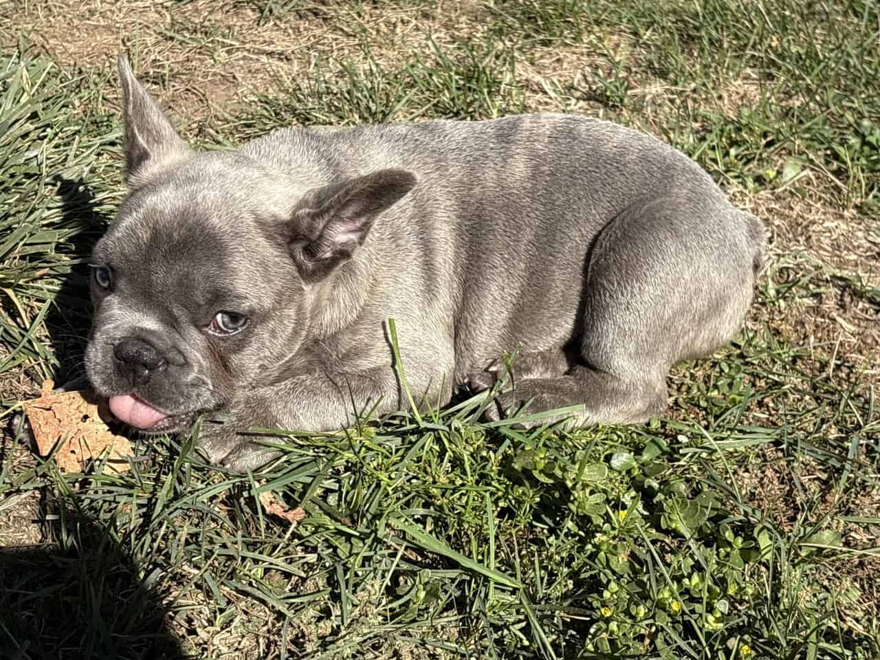 Frenchie for sale image 2