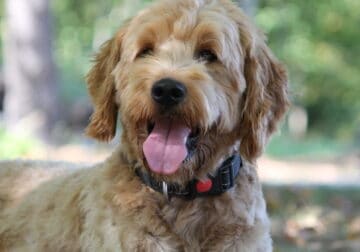 Scout—1 year, 11 month old Goldendoodle
